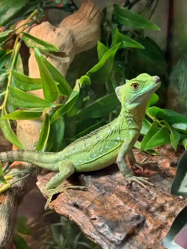 A bright green lizard with white spots is perched on a textured brown branch surrounded by lush green foliage. The lizard…