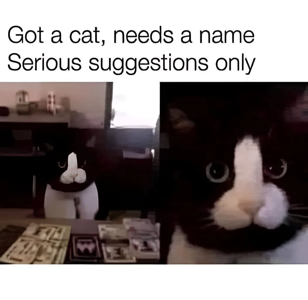 The image shows a black-and-white cat with a prominent white muzzle, appearing in two slightly different shots. The cat is…