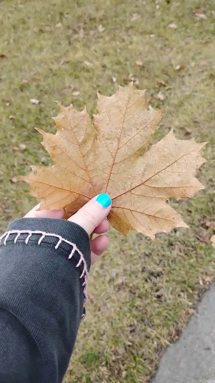 A person's hand with bright blue nail polish holds up a large, dry, brown maple leaf against a blurred background of grass…