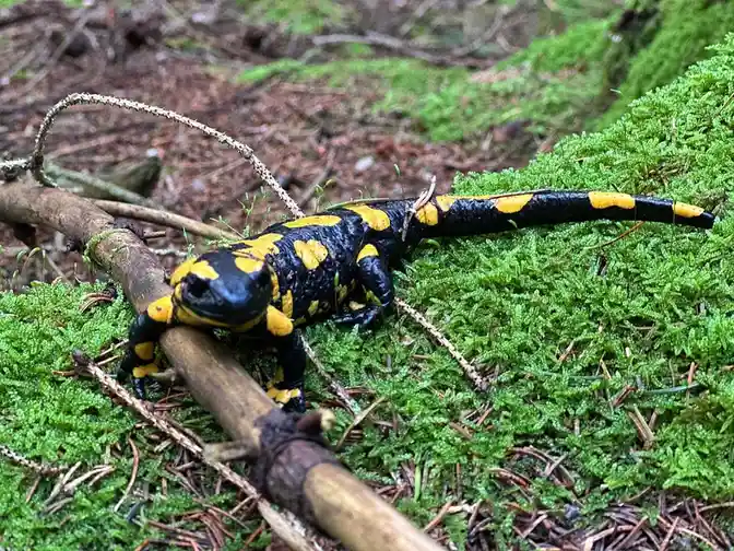 A black and yellow fire salamander rests on a mossy forest floor, partially on a fallen branch. The image has text overlaid…