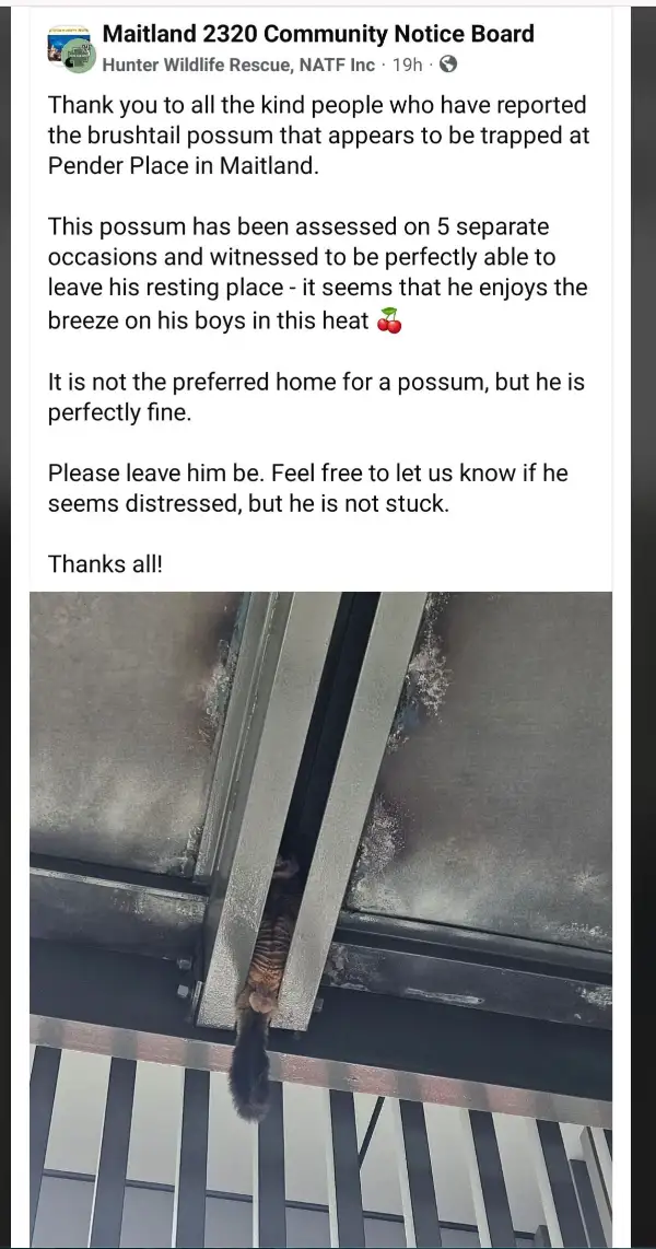 A screenshot of a Facebook post from 'Hunter Wildlife Rescue, NATF Inc.' shows a photo of a possum clinging to the underside…