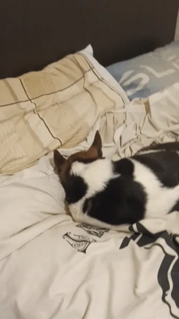 A black and white dog is shown in six panels lying on a bed, gradually turning its head to look off-screen. The overlaid…