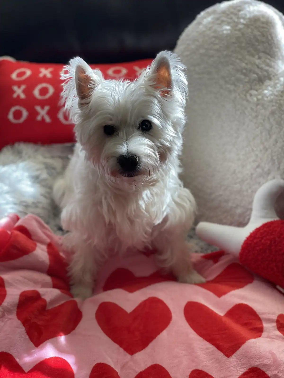 A small, fluffy white West Highland Terrier sits upright on a pink blanket covered in red hearts, surrounded by Valentine's…