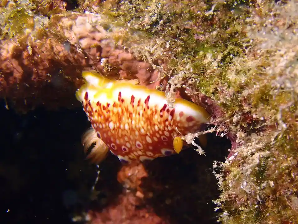 Another Nudi Joins the Fun!
