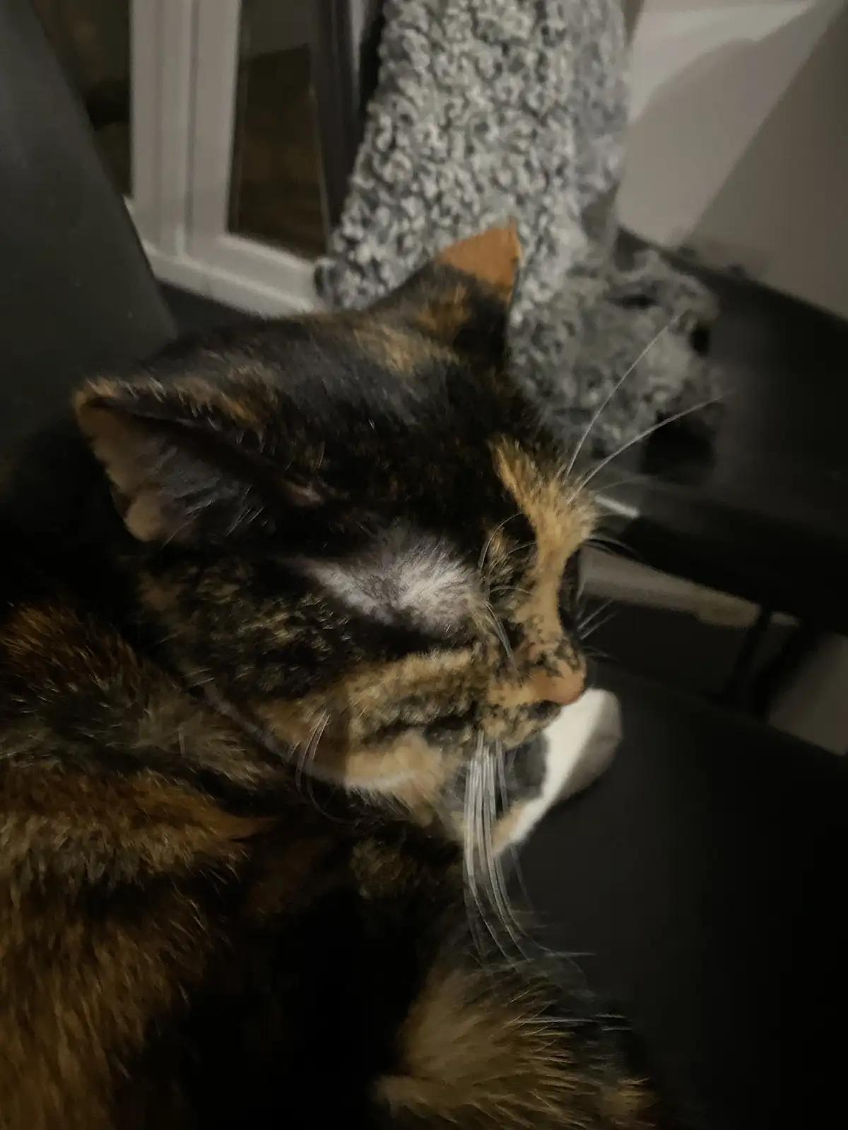 A close-up photo of a calico cat with black, orange, and white fur, resting its head on a dark surface, eyes half-closed in…