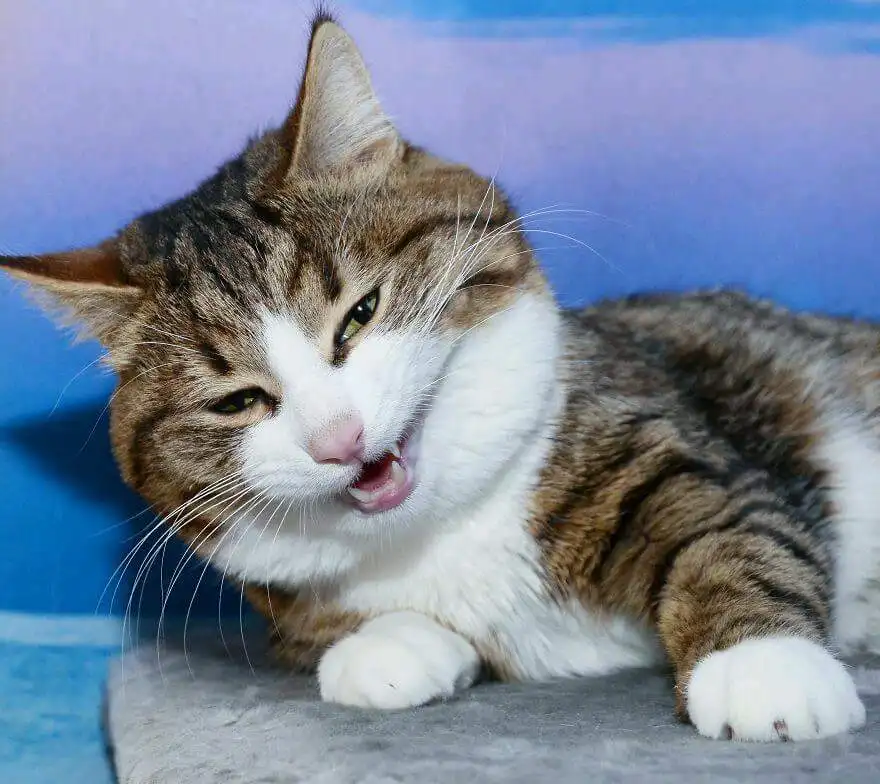 A brown and white tabby cat with a grumpy expression, lying on a gray surface against a blue background, has its mouth…