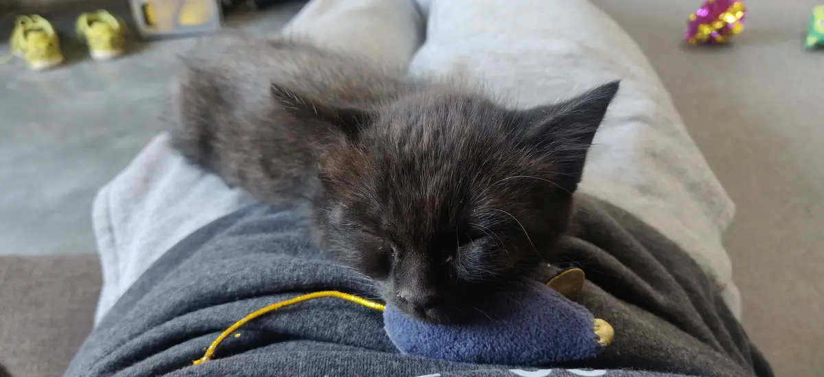 A small, dark-furred kitten is sleeping soundly with its eyes closed, curled up on a person's lap wearing a grey sweatshirt…
