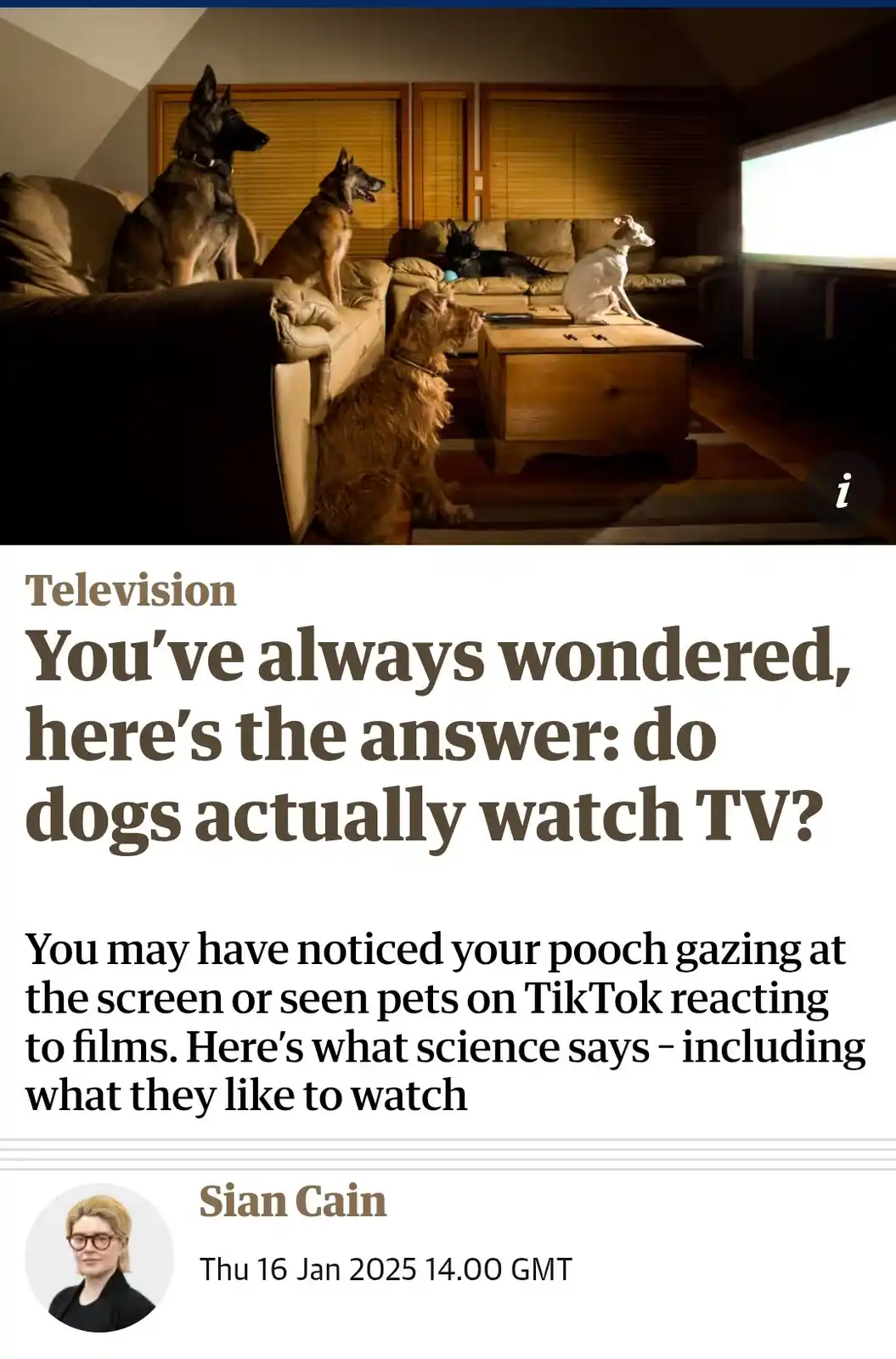 A dimly lit living room shows multiple dogs of various breeds sitting attentively on couches and a coffee table, all facing…