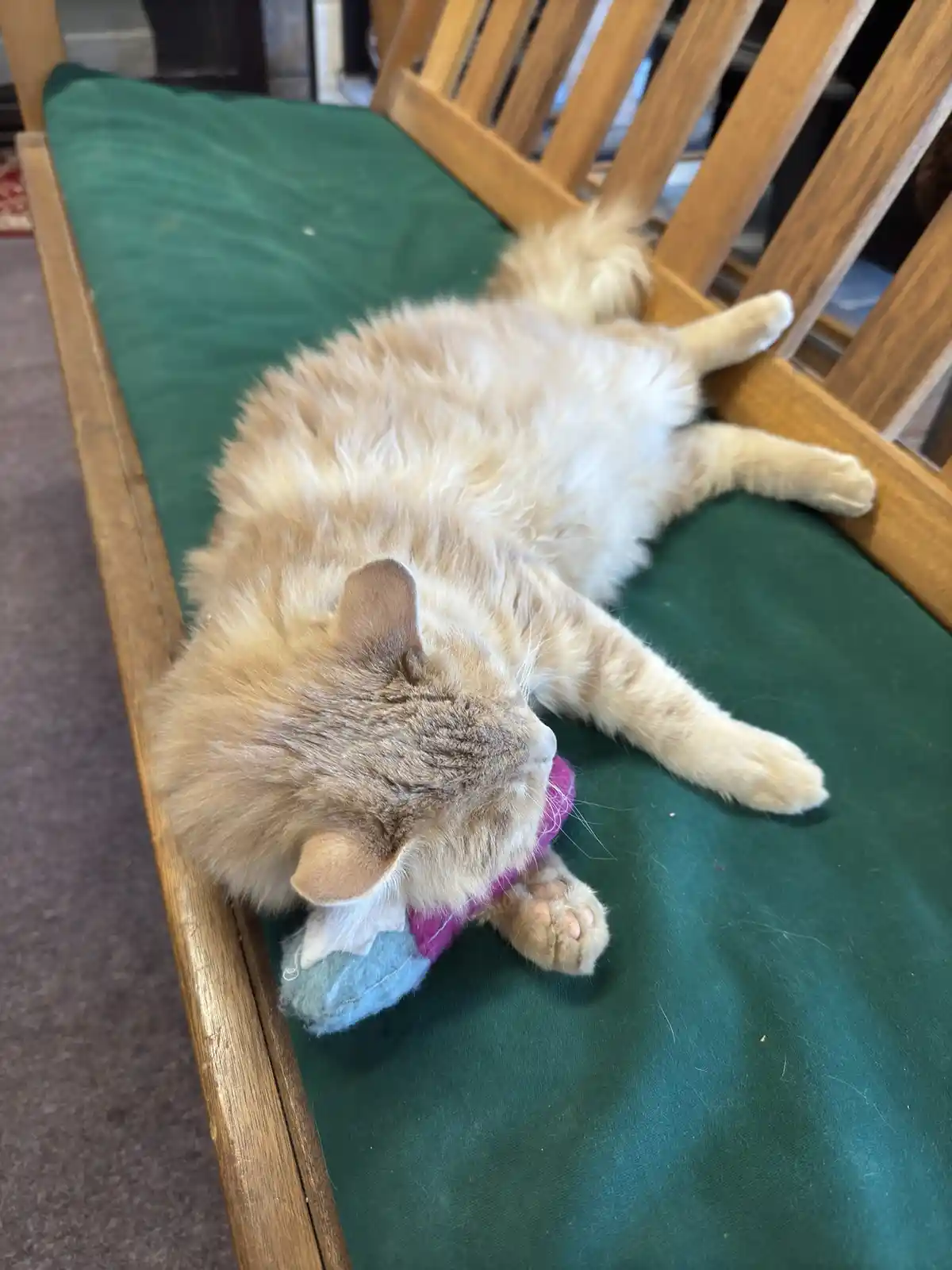 A fluffy orange tabby cat is lying on its back on a green cushioned wooden bench, appearing relaxed and asleep while holding…