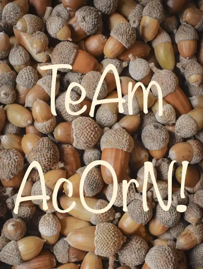 The image shows a close-up of many acorns with brown caps and smooth, rounded bodies, filling the entire frame. Overlaid in…