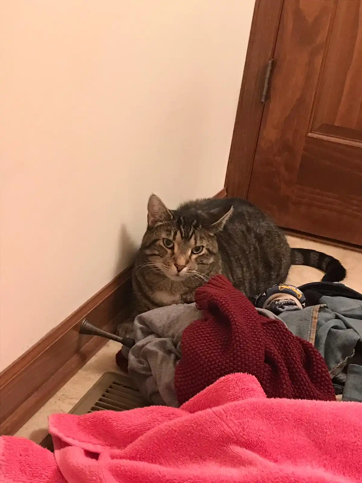 A tabby cat sits in a corner behind a pile of clothes, looking directly at the camera with a serious, unimpressed…