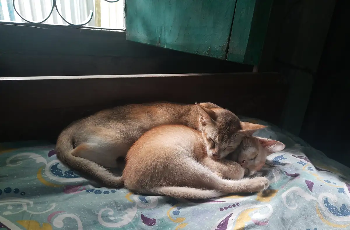 Two cats are curled up and sleeping soundly together on a patterned bedspread near a window with green shutters. The…