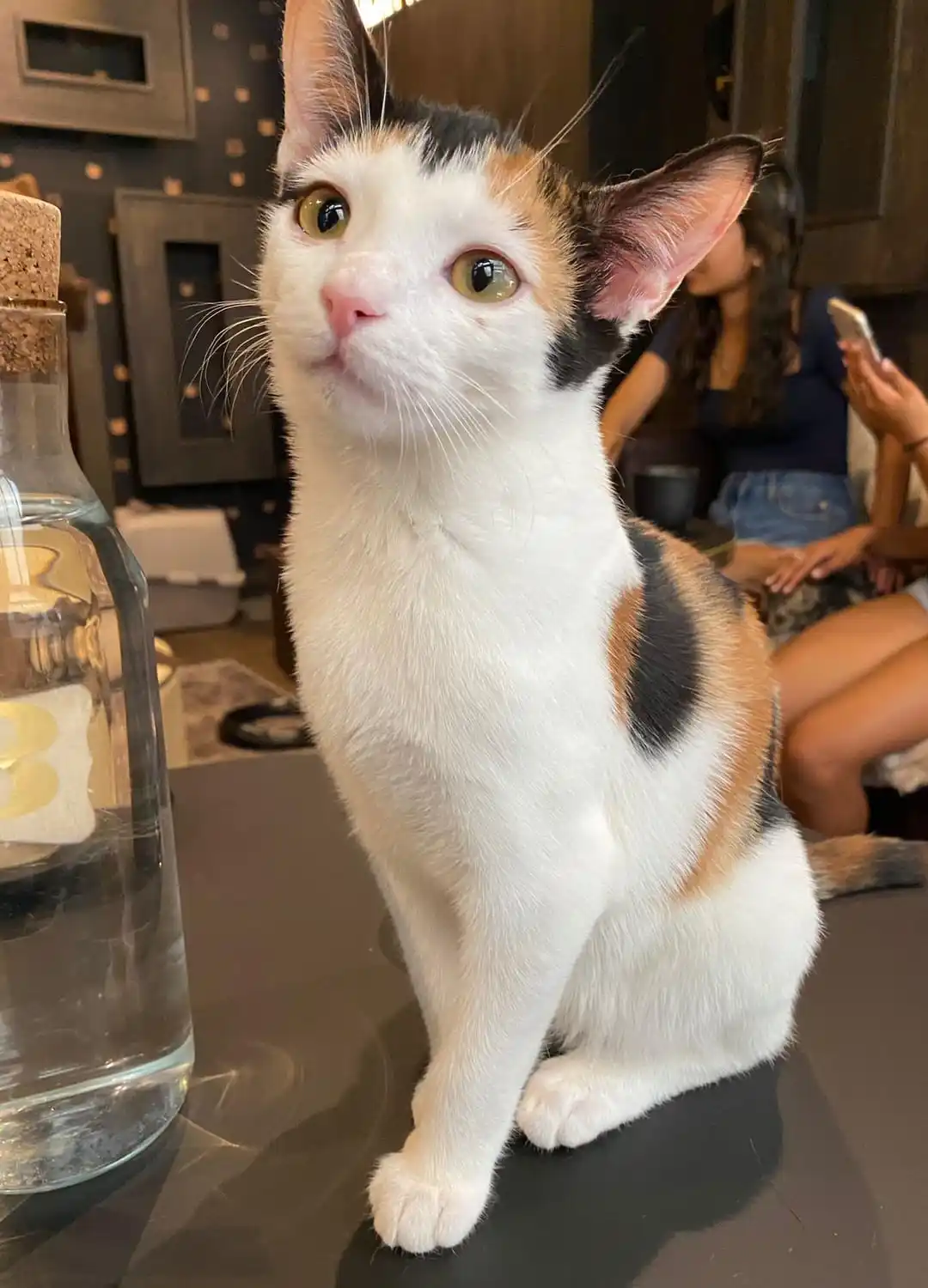 Adorable cat in a perfect sitting pose.