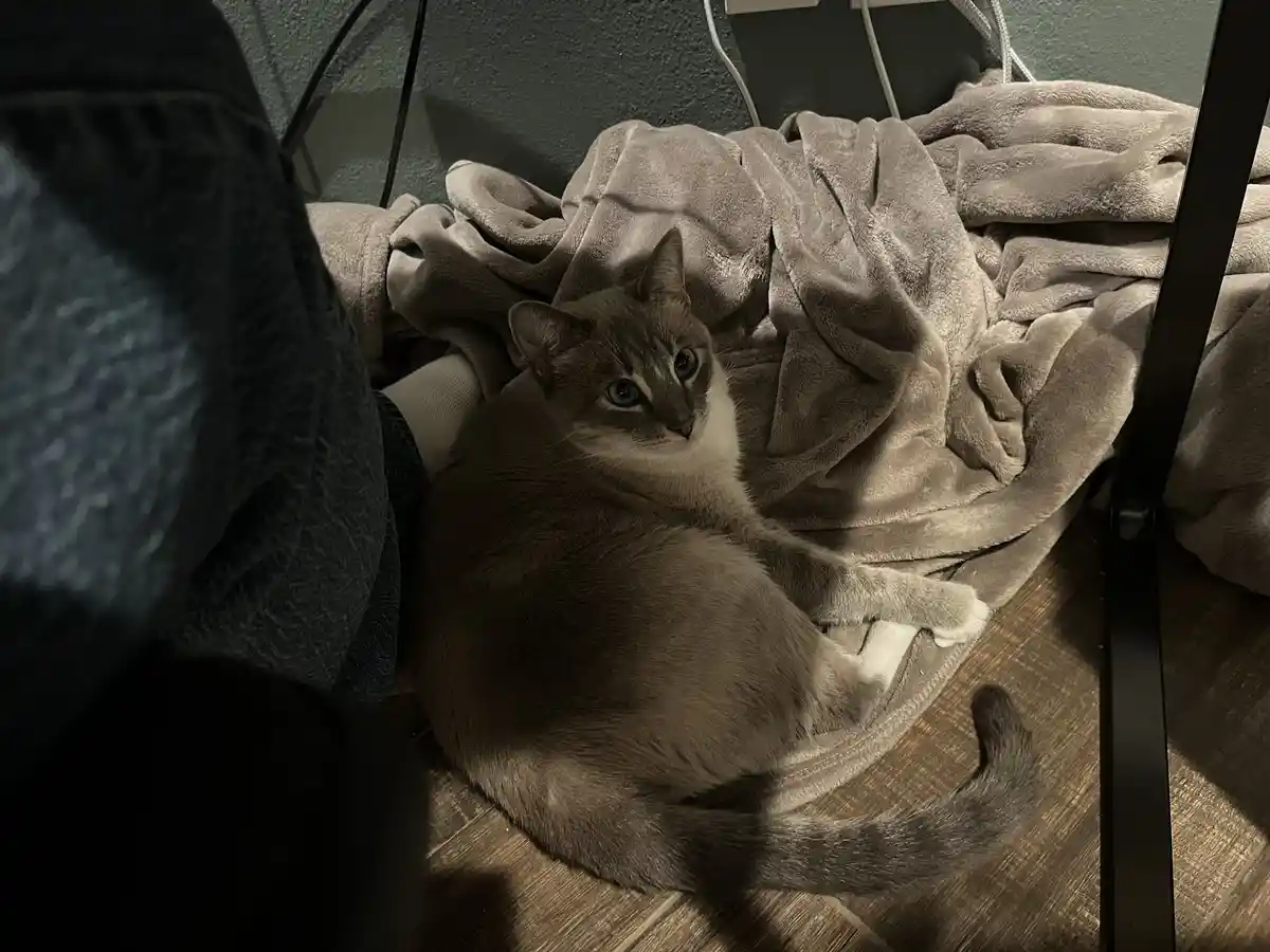 Daily Dose of Ivy: Cat Chronicles Day 308