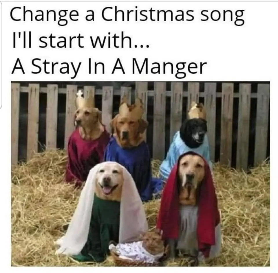 Five dogs dressed in nativity costumes sit in a hay-filled manger. Three dogs in the back wear crowns and robes, while two…