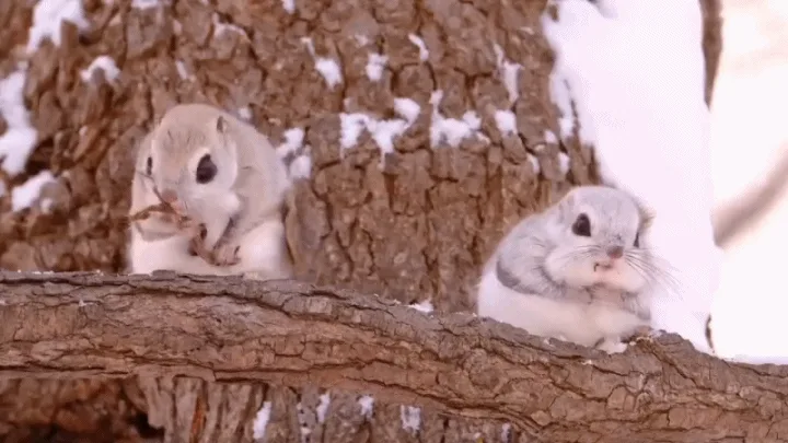 A split-screen image shows two small, fluffy gray and white rodents, likely chipmunks or squirrels, on a snowy tree branch…