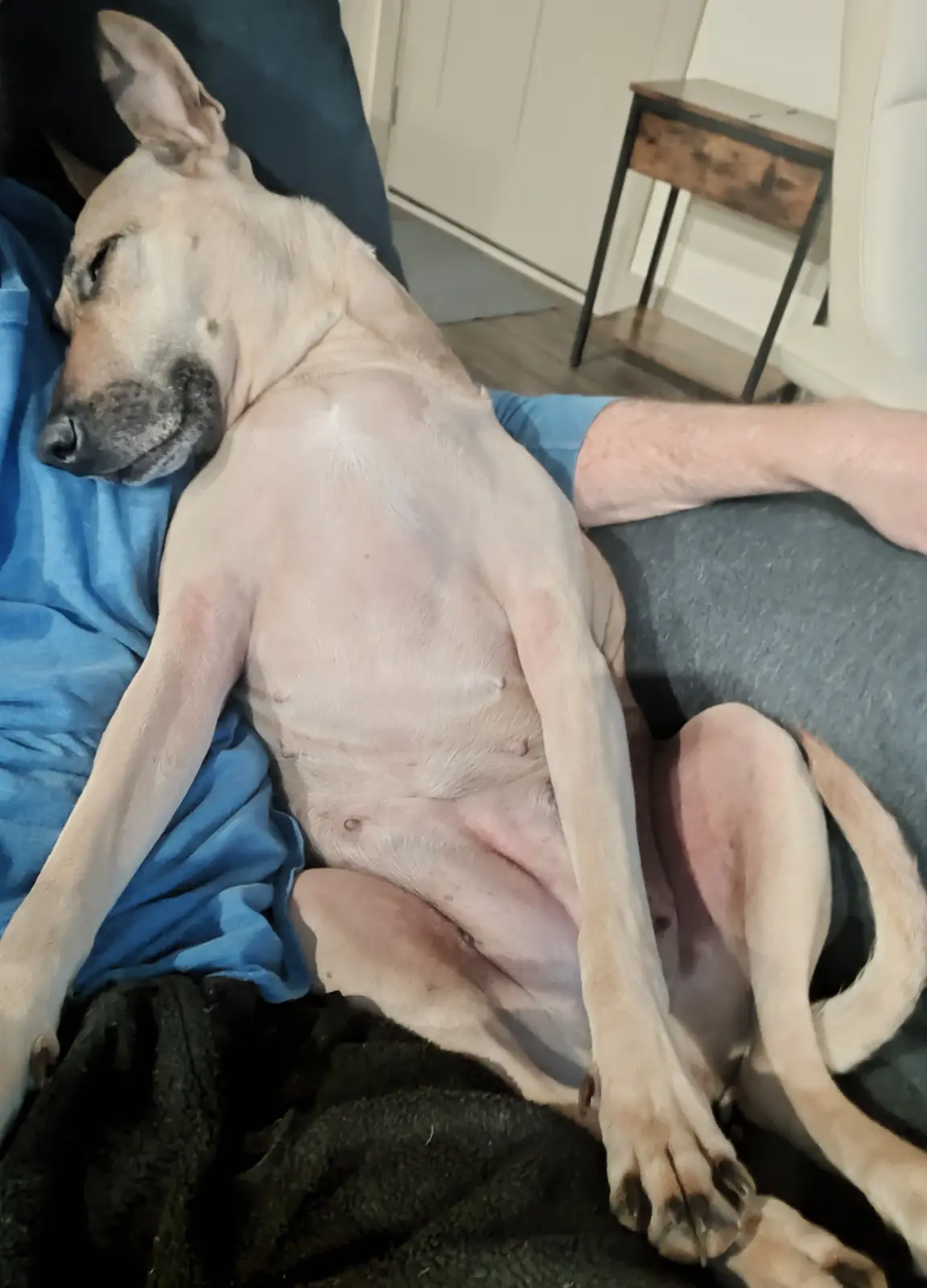 A light-colored dog with a thin build is sleeping soundly on its back across a person's lap, exposing its belly and ribs…