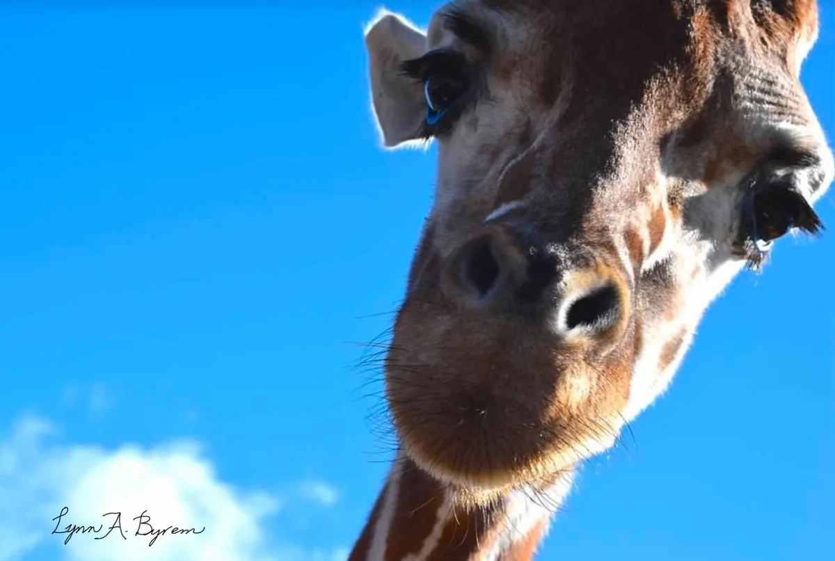 A close-up, low-angle shot of a giraffe's face against a bright blue sky with a few white clouds. The giraffe looks directly…