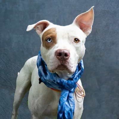 A white pit bull with one blue eye and one brown eye wears a blue patterned scarf around its neck, looking directly at the…