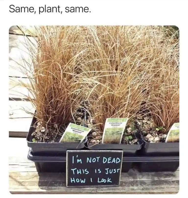 A row of identical potted ornamental grasses, labeled 'ColorGrass 'Bronco'', appear dry and brown. In front of them, a small…