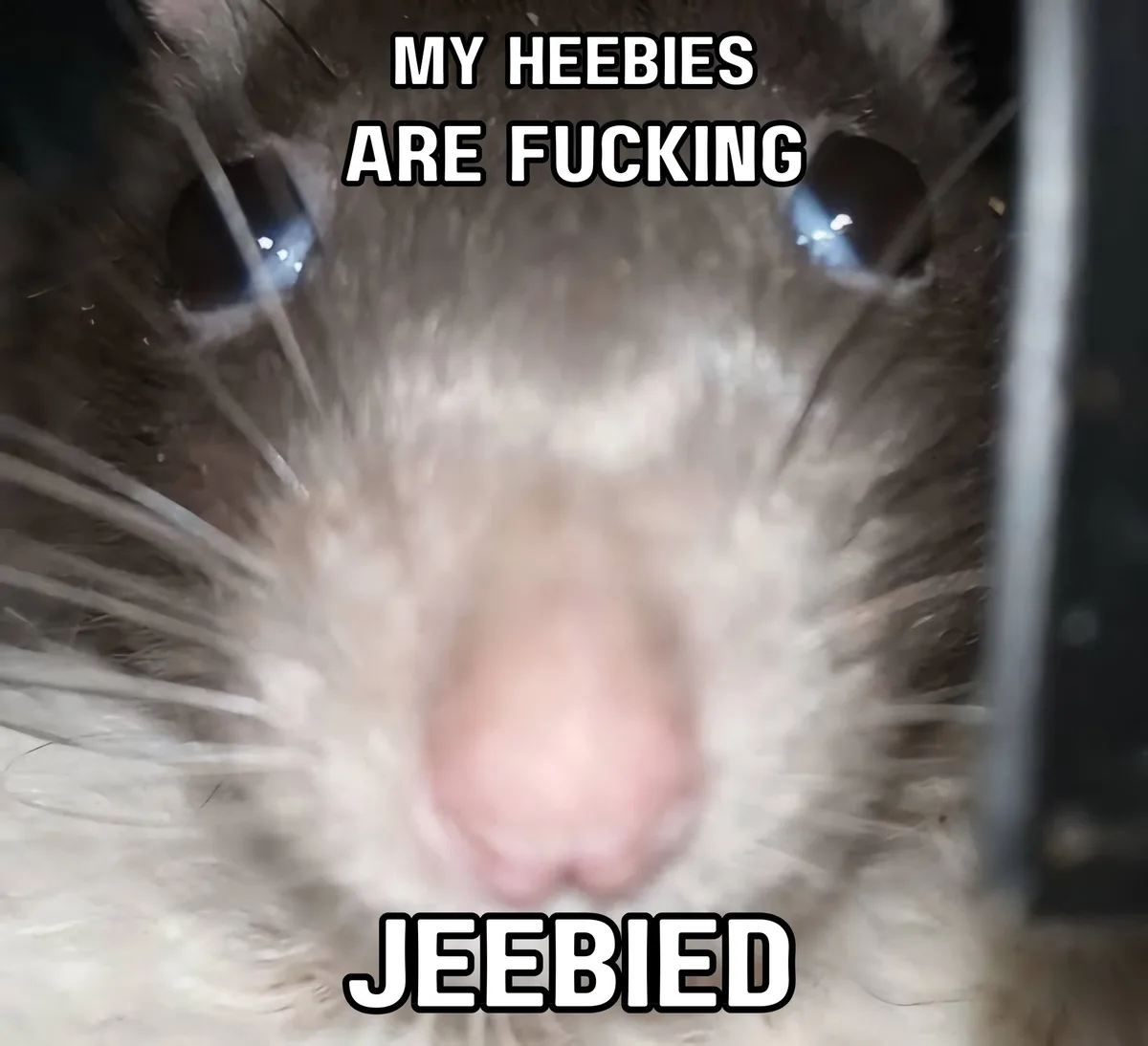 A close-up, blurry photo of a rat's face, showing its pink nose, whiskers, and dark eyes. The text overlaid in bold white…