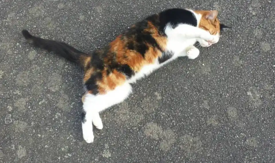 Just a Casual Meow