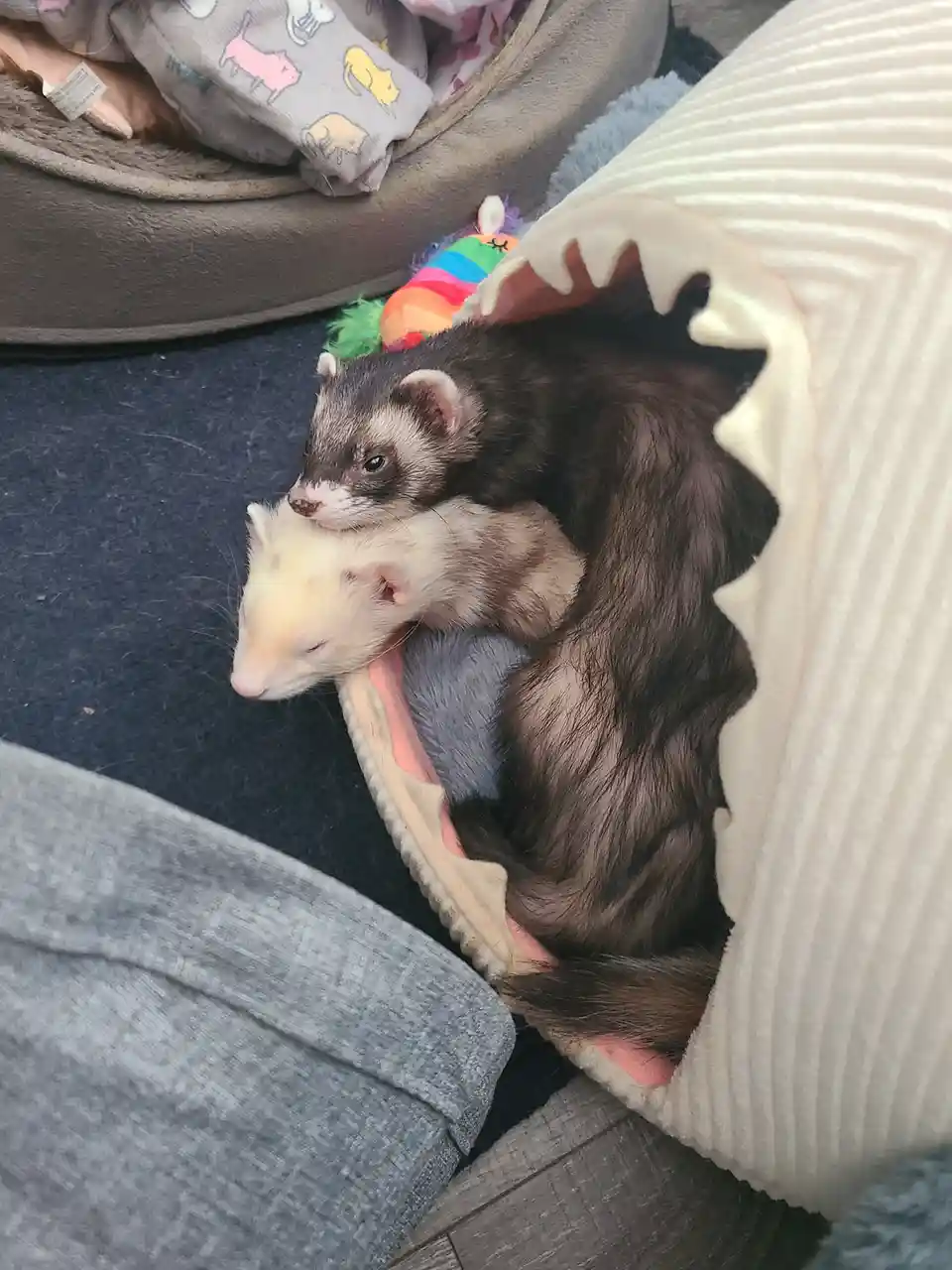 Two ferrets, one dark and one white, are curled up together inside a plush shark-shaped blanket with a pink interior. The…