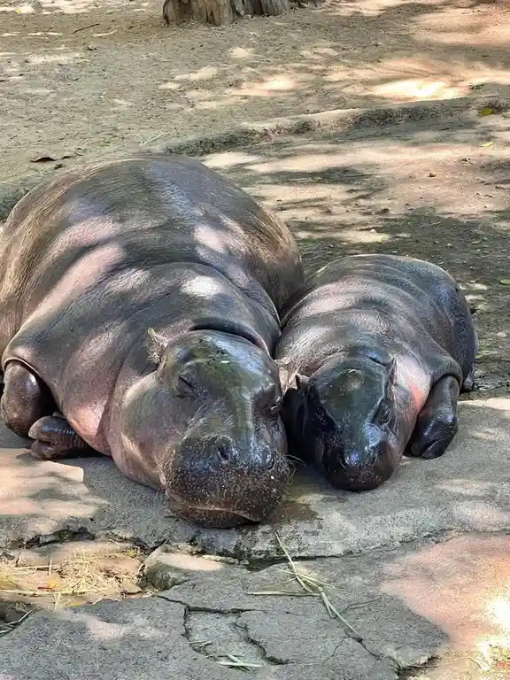 Two hippos are lying side-by-side on cracked concrete ground under dappled sunlight, appearing to be resting or sleeping…