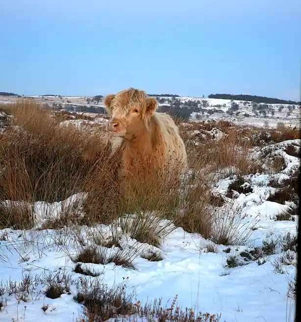 A light brown, shaggy-haired Highland cow sits in a snowy field with dry grasses, looking directly at the camera. The…