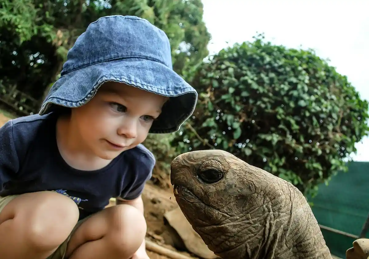 A young child wearing a denim bucket hat crouches and looks intently at a large tortoise's head, which is close to the…