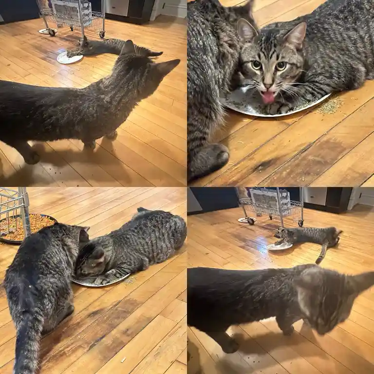 Thanksgiving Day Shenanigans with Catnip