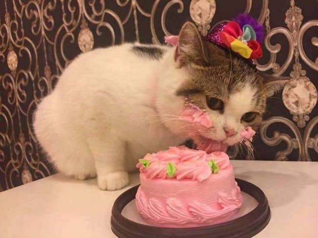 Celebrating My Cake Day: Let the Festivities Begin!