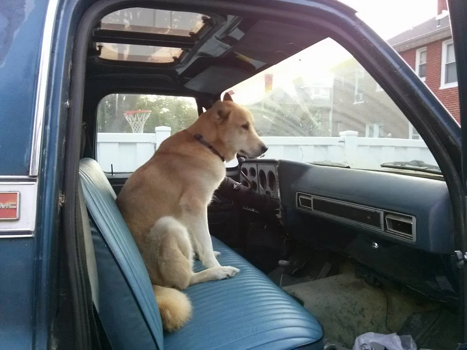 A tan and white dog sits upright on the blue driver's seat of an old GMC truck, looking out the windshield. The car's…