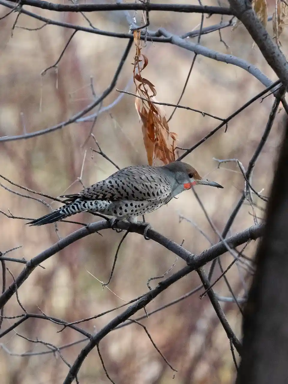 A North American bird, likely a Northern Flicker, perches on a bare branch among tangled twigs and a single dried leaf. The…