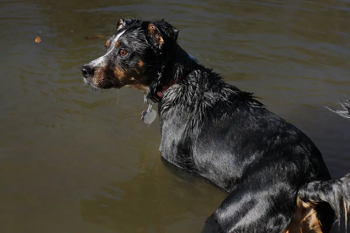 A black and tan dog with wet fur stands in murky water, looking off to the side. It wears a red collar with a silver tag…