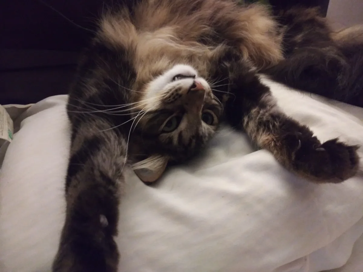 a fluffy brown and black tabby cat lies on its back on a white blanket, looking up with wide green eyes and paws stretched…