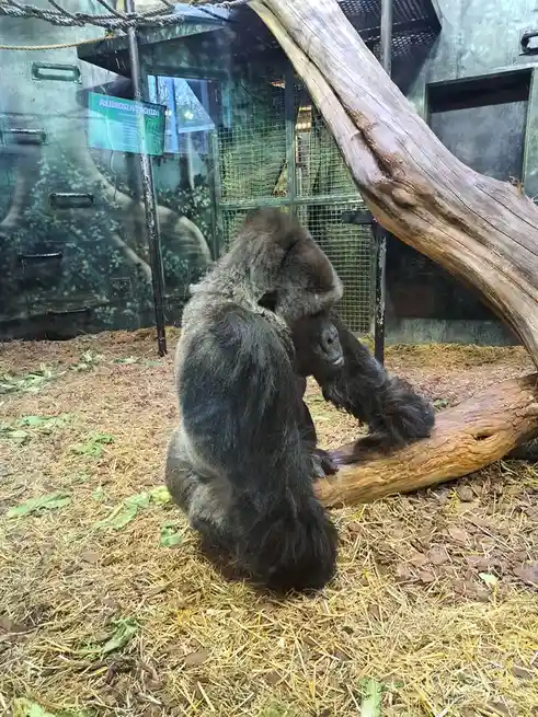 A large, dark-furred gorilla sits in a zoo enclosure with straw and leaves on the ground, leaning against a large wooden…