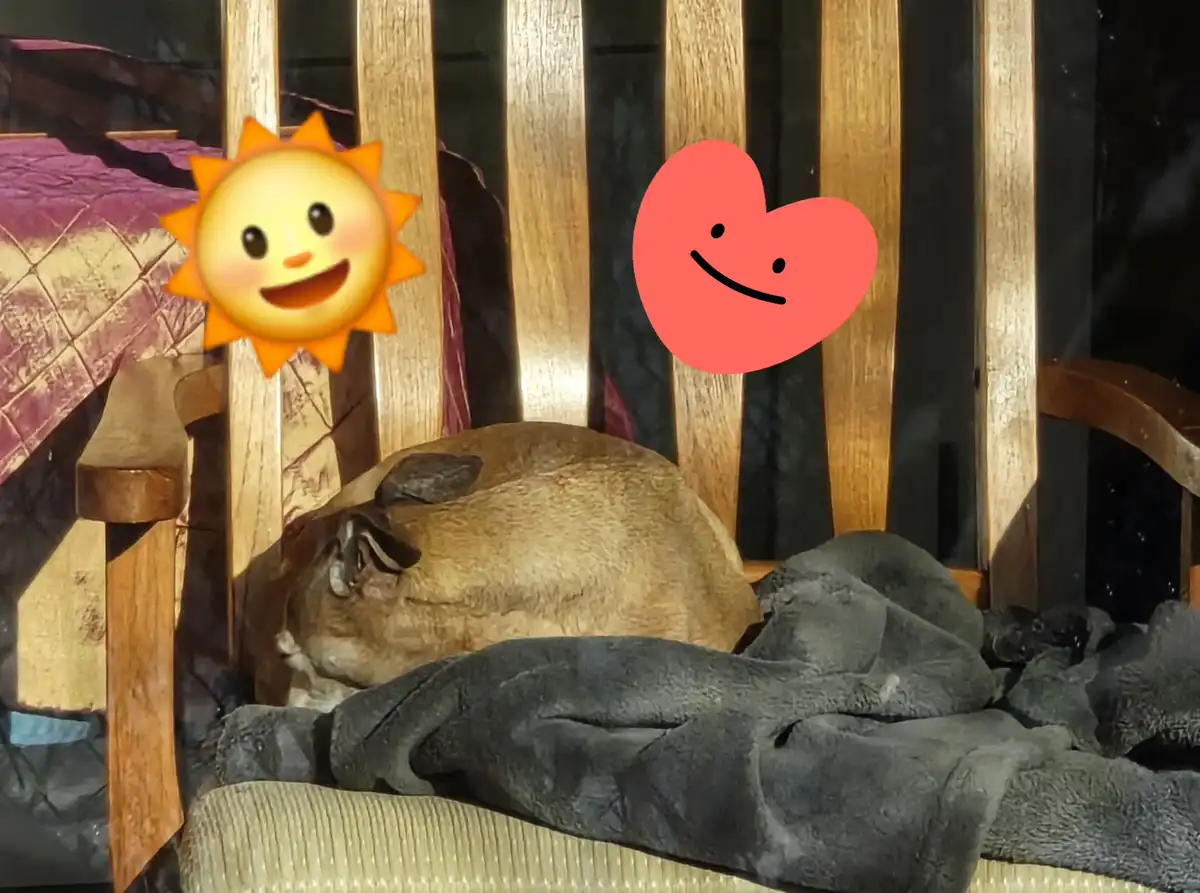 A brown dog is curled up and sleeping on a wooden chair with a dark blanket draped over it. Two emojis are superimposed on…