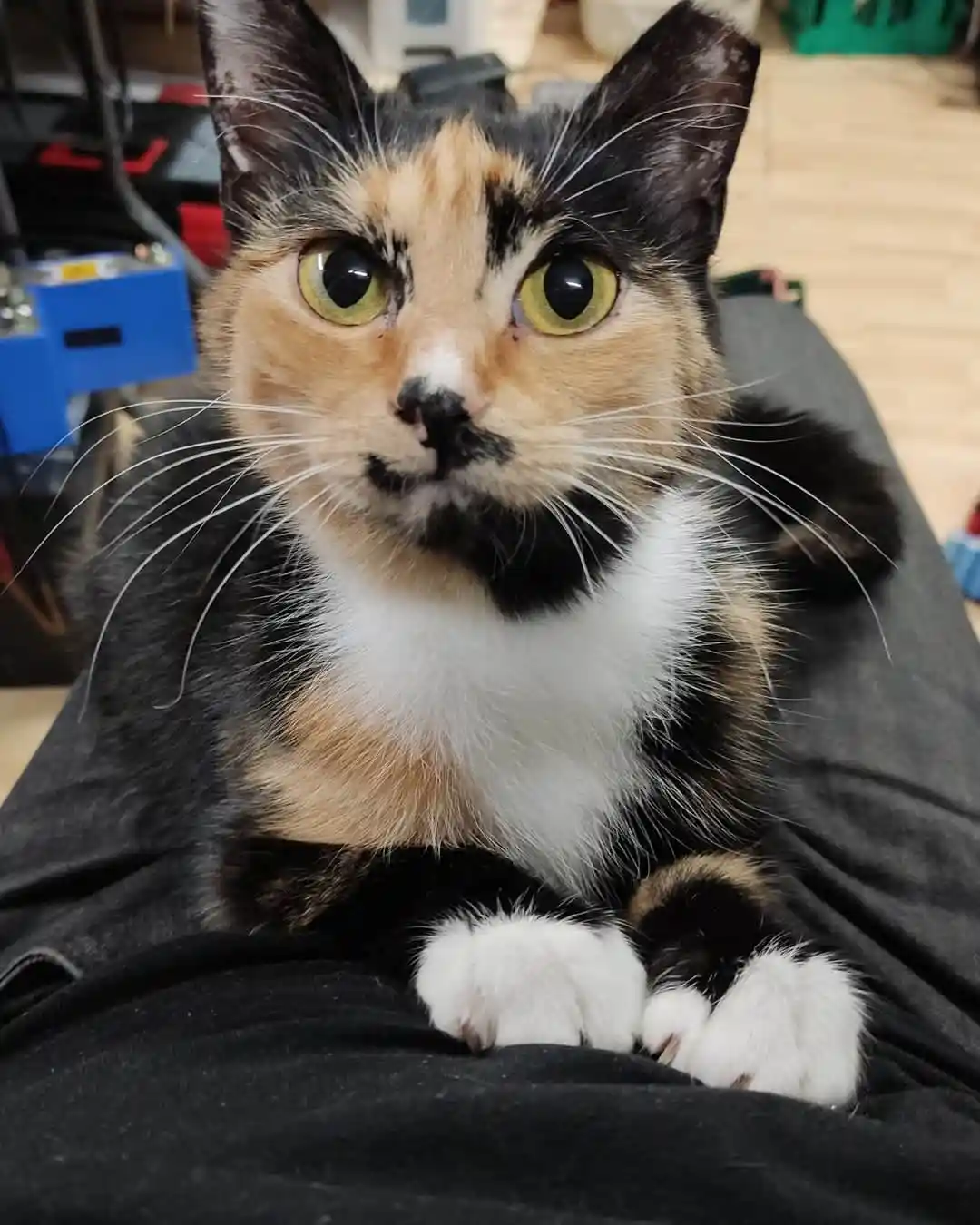 A close-up photo of a calico cat with wide, startled yellow eyes and a white chest, lying on a person's black pants. The…