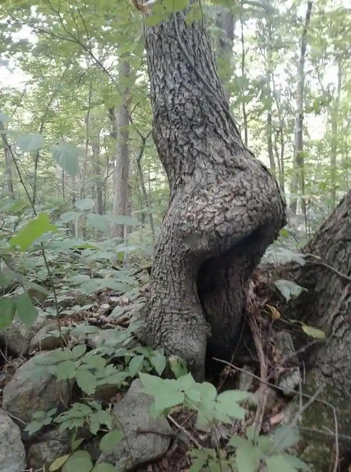 A Tree-Mendous Time Awaits!
