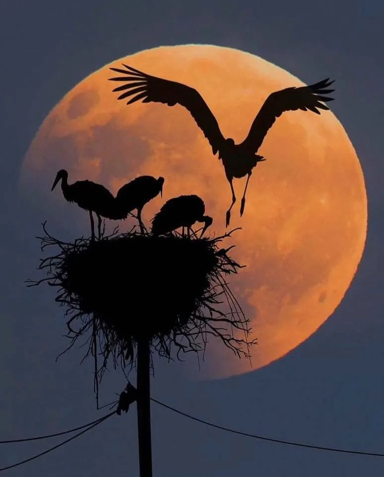 A silhouette of a large bird, likely a stork, in mid-flight with wings spread, approaching a nest on a pole where three…