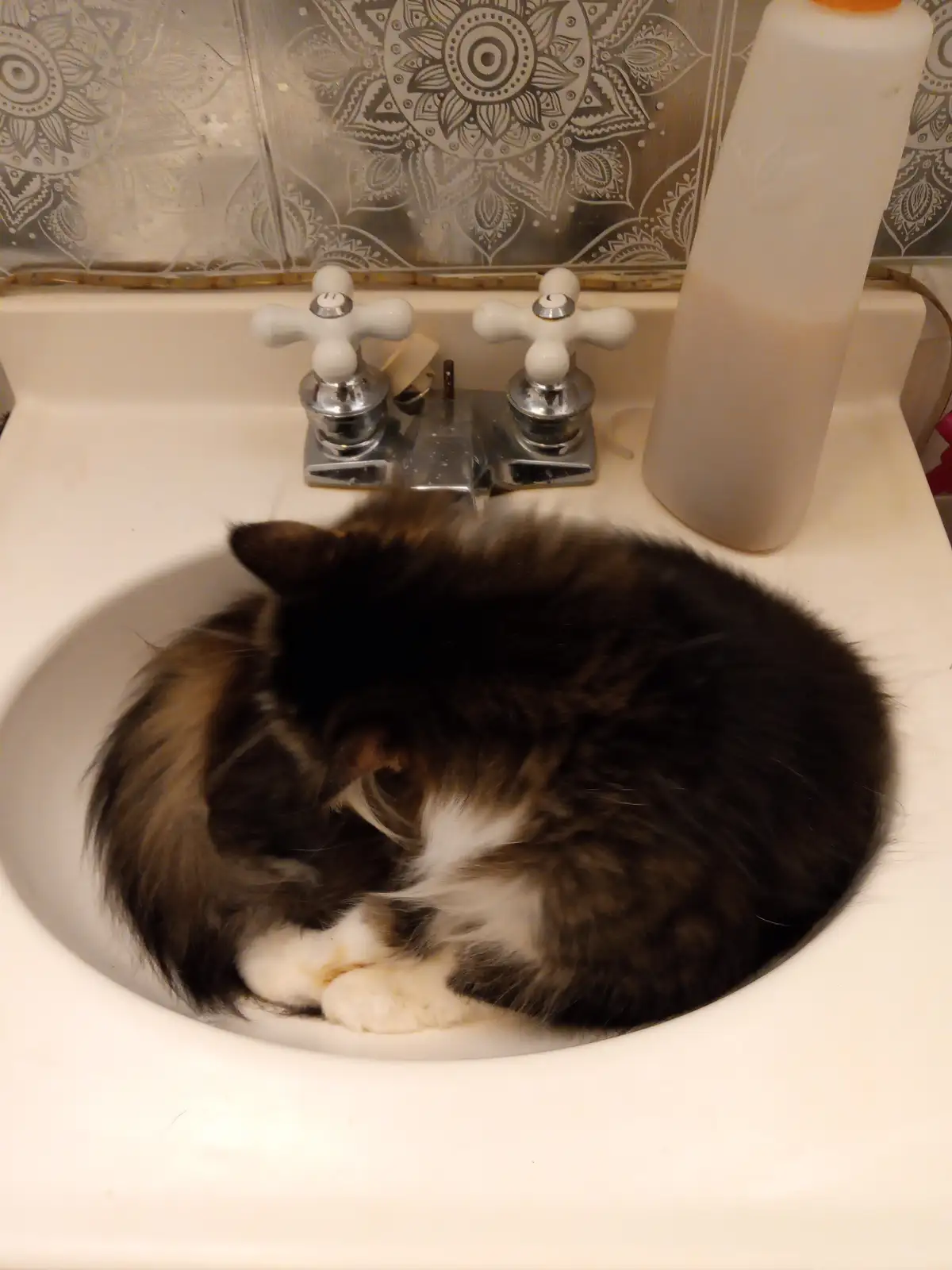 A fluffy, dark brown and white cat is curled up sleeping inside a white bathroom sink. Behind the cat are chrome…