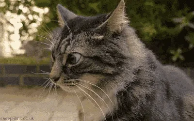 A tabby cat is shown in a sequence of six frames, transitioning from looking away to turning its head and staring intensely…