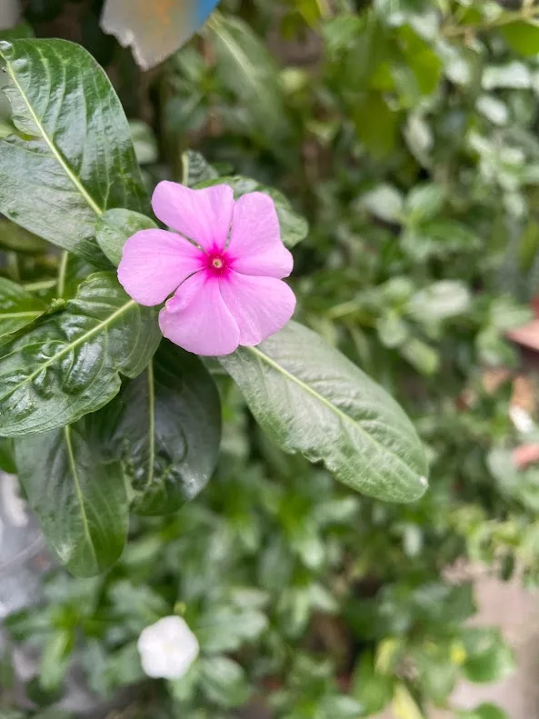 A close-up photo of a vibrant pink flower with five petals and a darker pink center, surrounded by glossy green leaves. The…