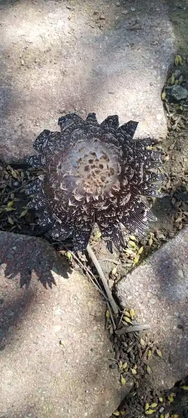 Just a mushroom, but it’s got a story