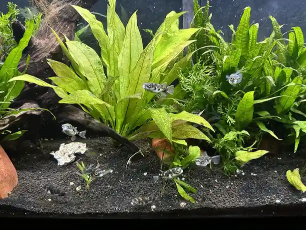 The Rise of Amazon Puffers!