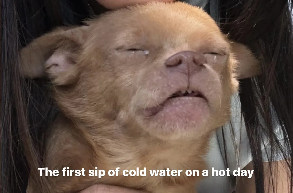 A close-up of a light brown puppy with its eyes squeezed shut and tears streaming down its face, held gently by a person…