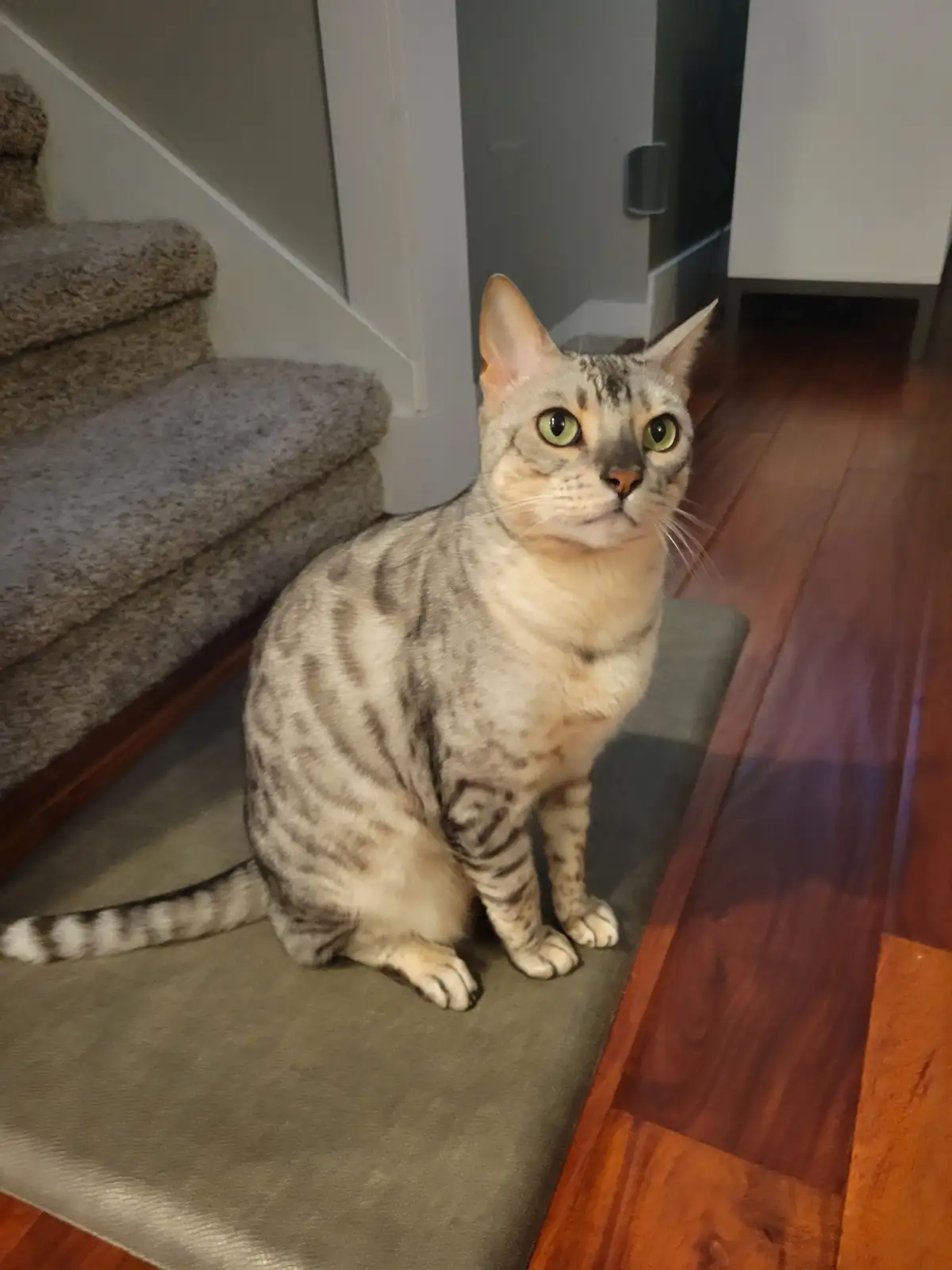 A silver tabby cat with green eyes sits upright on a carpeted stair landing, looking directly at the camera with a serious…