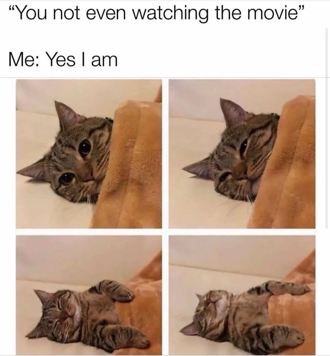 A four-panel image shows a tabby cat progressively relaxing while supposedly watching a movie. The first panel shows the cat…
