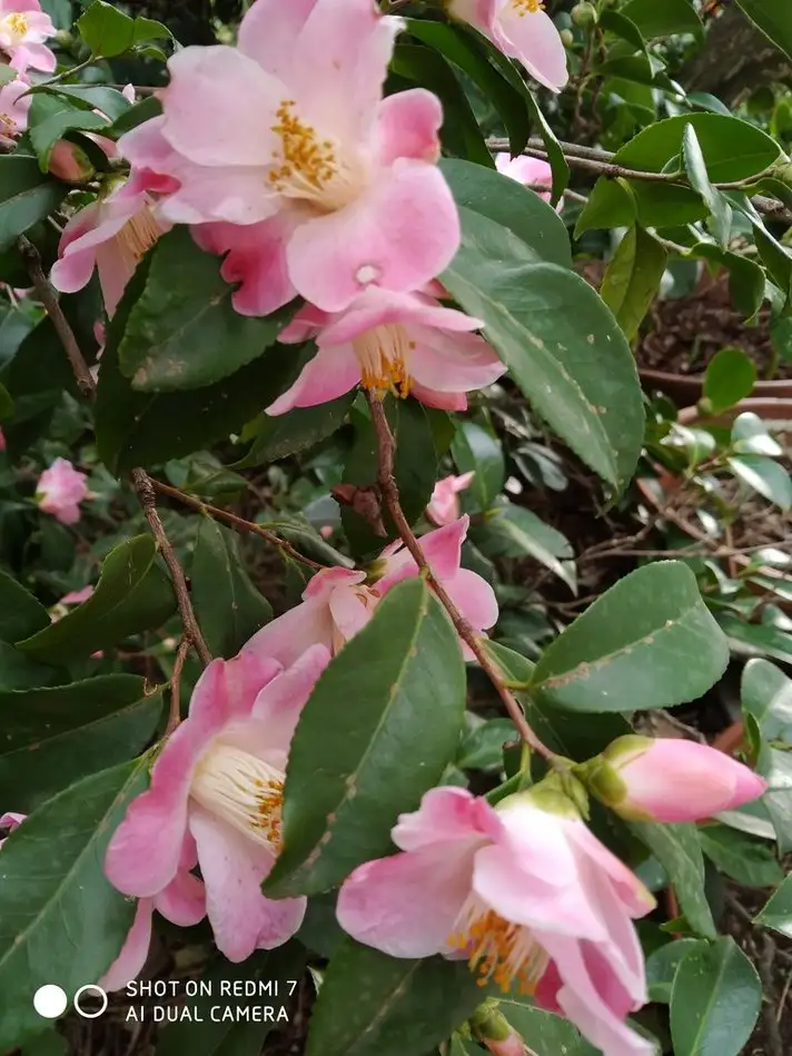 A close-up photograph of pink camellia flowers with yellow stamens and green leaves, overlaid with the text 'SHOT ON REDMI 7…